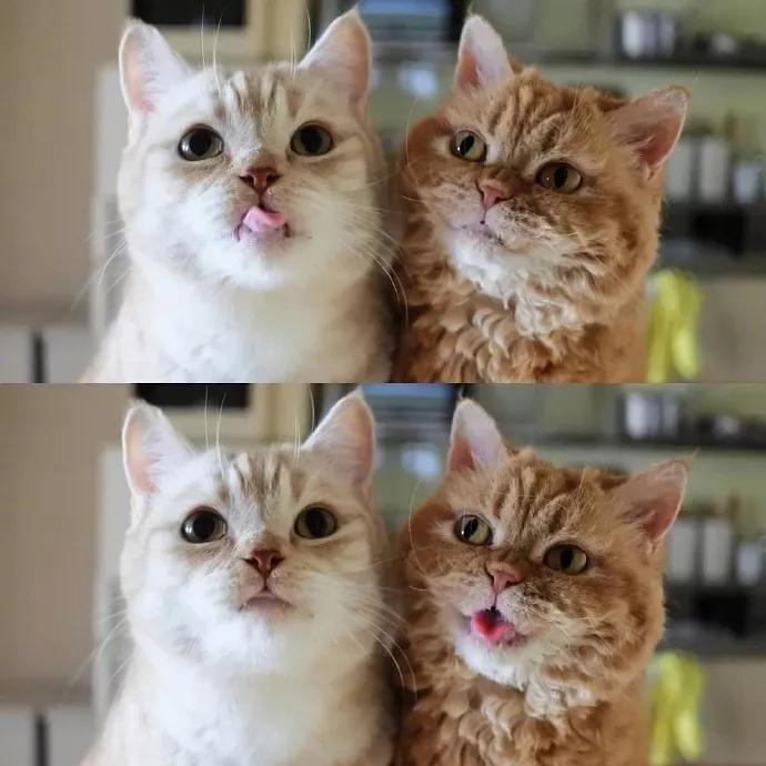 养猫知识哪些植物不能养,养猫必备知识100条