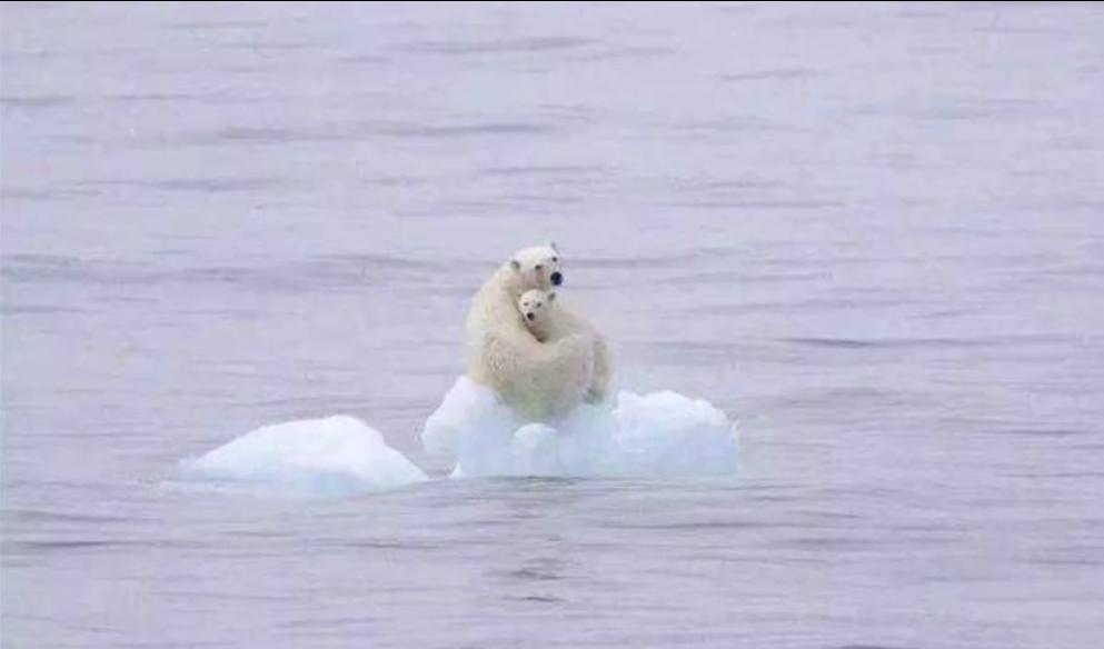 多地暴雨、全球变暖，自杀的企鹅却在为我们买单