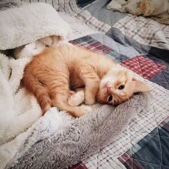 在ins怎么和外国人谈恋爱,跟外国人谈恋爱是什么体验