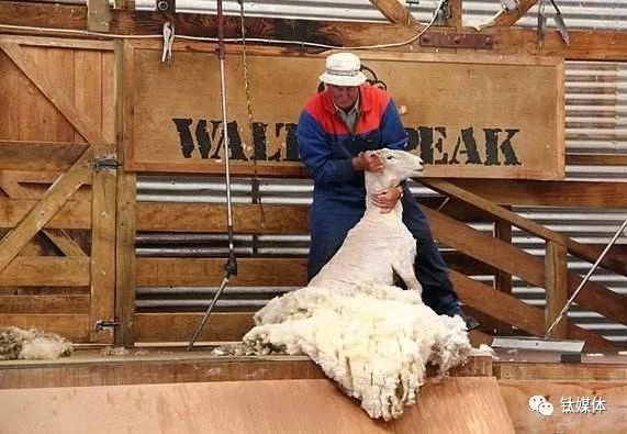 拼多多被薅暴露的技术问题,拼多多逆袭的事件