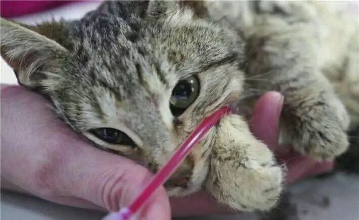 宠物术后肺水肿,宠物手术后伤口渗血怎么处理