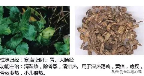 史上最全中草药图谱（附主治功效）（一）