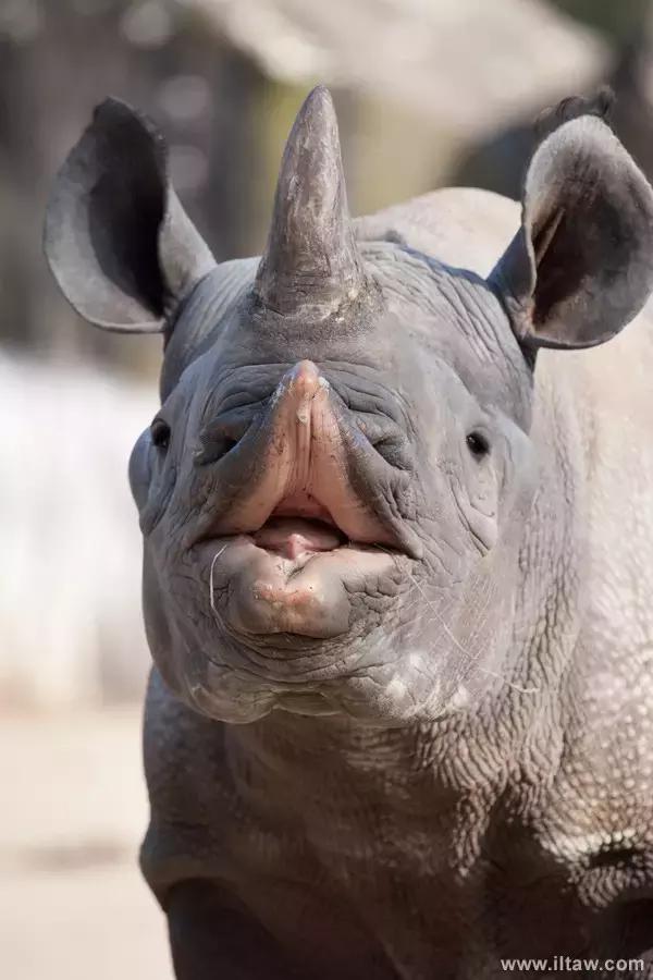 犀牛奇蹄目犀科动物,犀牛体格威猛是一种珍贵动物