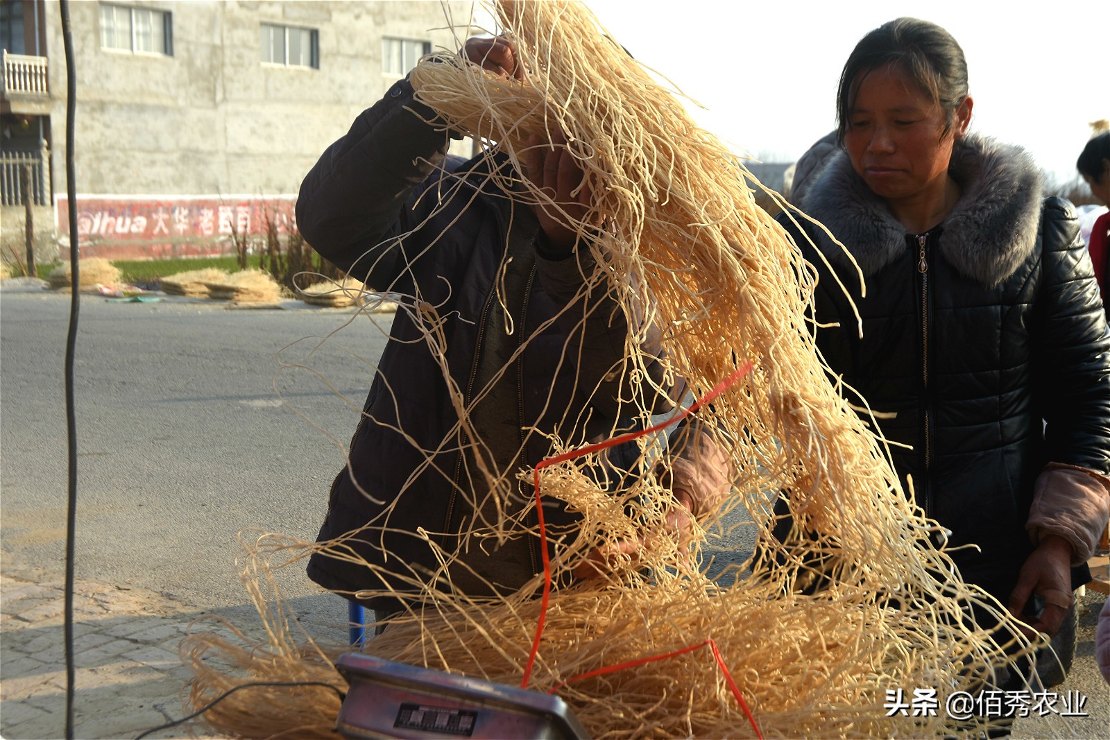 村民用红薯做万斤粉条寻销路,纯手工红薯粉条铺就乡村致富路