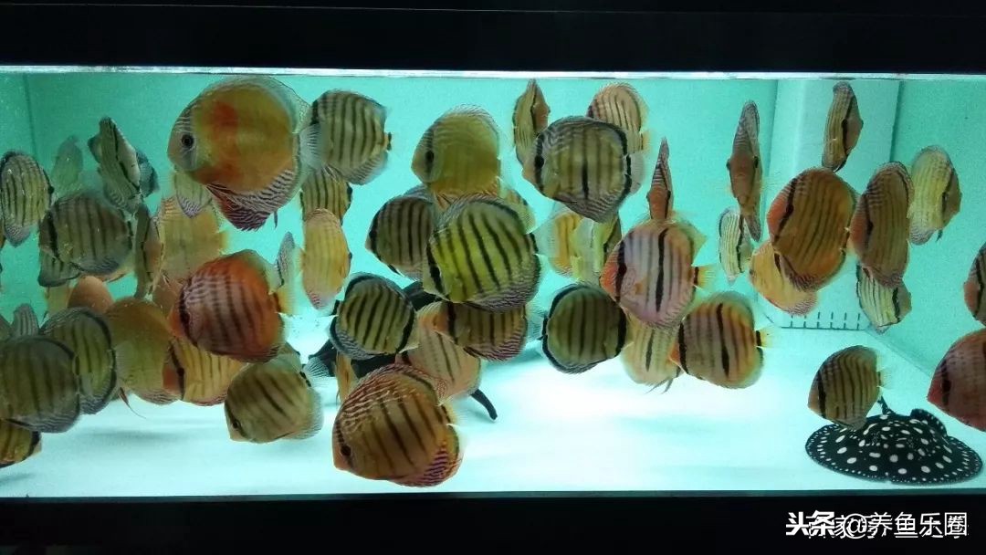 这位土豪家的渔场,光滤材就花了500多万,你确定不要见识一下?