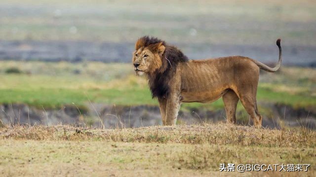 精子异常，雄狮不得不和母亲女儿交配，这个狮群深陷*亲近**繁殖困境