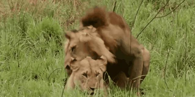 母狮一天发情40次，还追着公狮咬蛋蛋？根本不是这样啊....