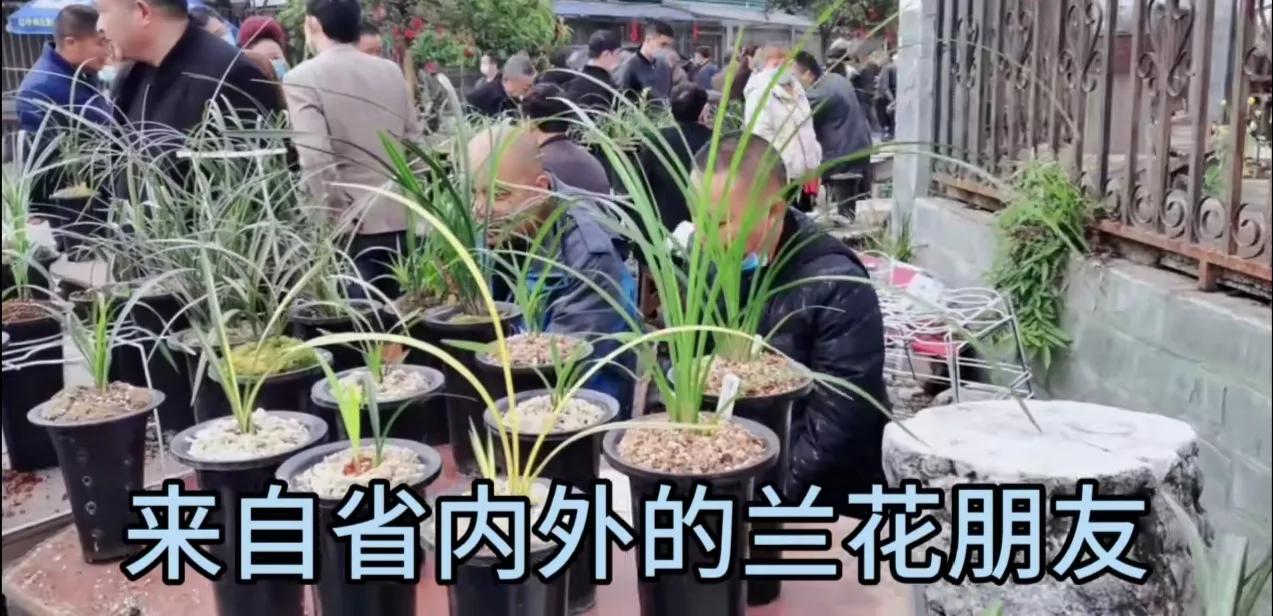 四川兰花市场有哪些品种,兰花市场哪里最大