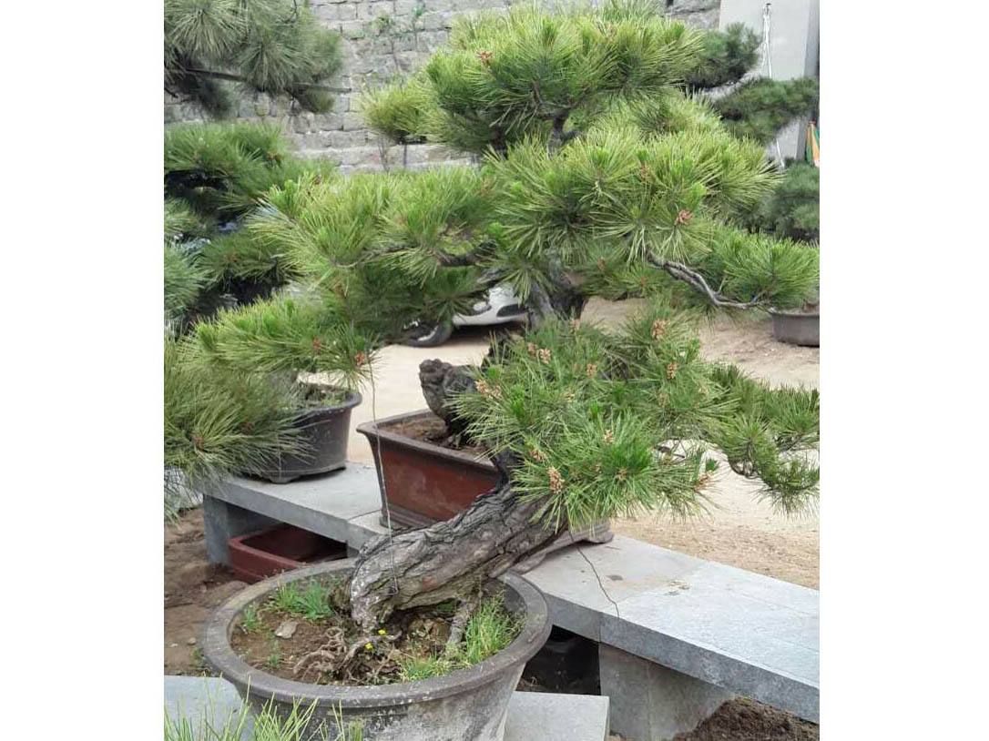 松针短小成簇,松针盆景植物