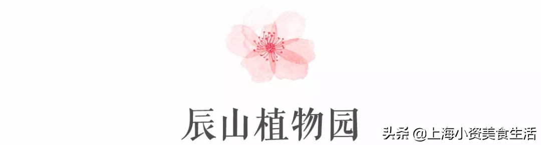 顾村公园一年一度赏樱,顾村公园赏樱点