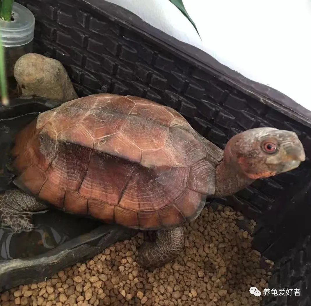 佛龟多晒太阳对养成高背有作用吗,龟怎么喂出高背