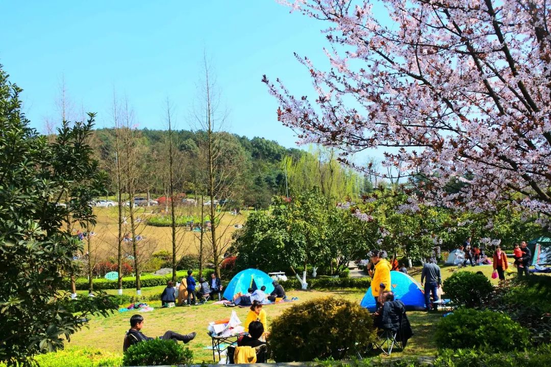 重庆铁山坪森林公园有什么好玩的,重庆赏花一日游最佳去处