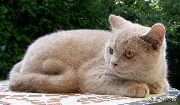 猫咪身上不同的味道代表什么,为什么猫咪的眼睛有不同颜色