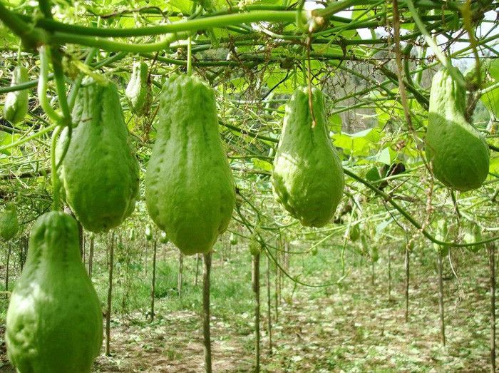 农村佛系的一种蔬菜，藤上长果一株能收130斤，过去常吃现在少了