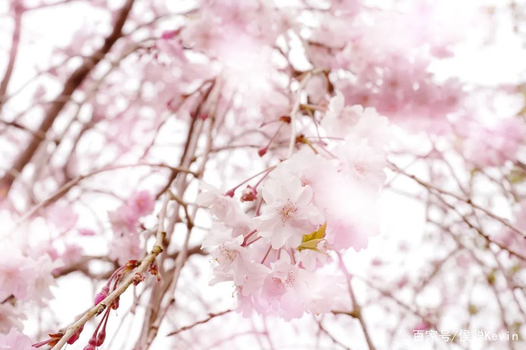 樱花皮肤补水保湿 (樱花美肌焕颜)