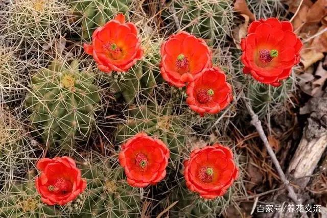 148个仙人球品种大全,100个仙人球品种