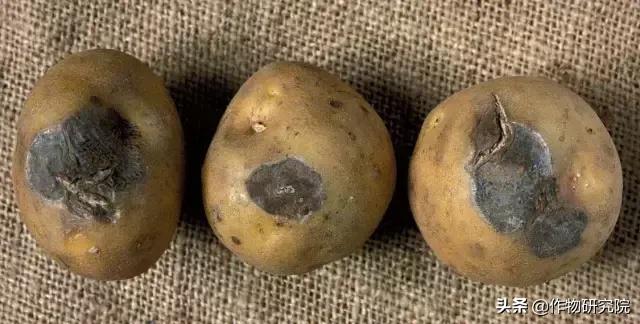 马铃薯病害知识与防治书籍,马铃薯黑胫病病害及防治方法