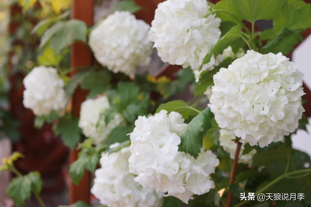 如何打造四季开花的花园,如何打造四季都有花的花园