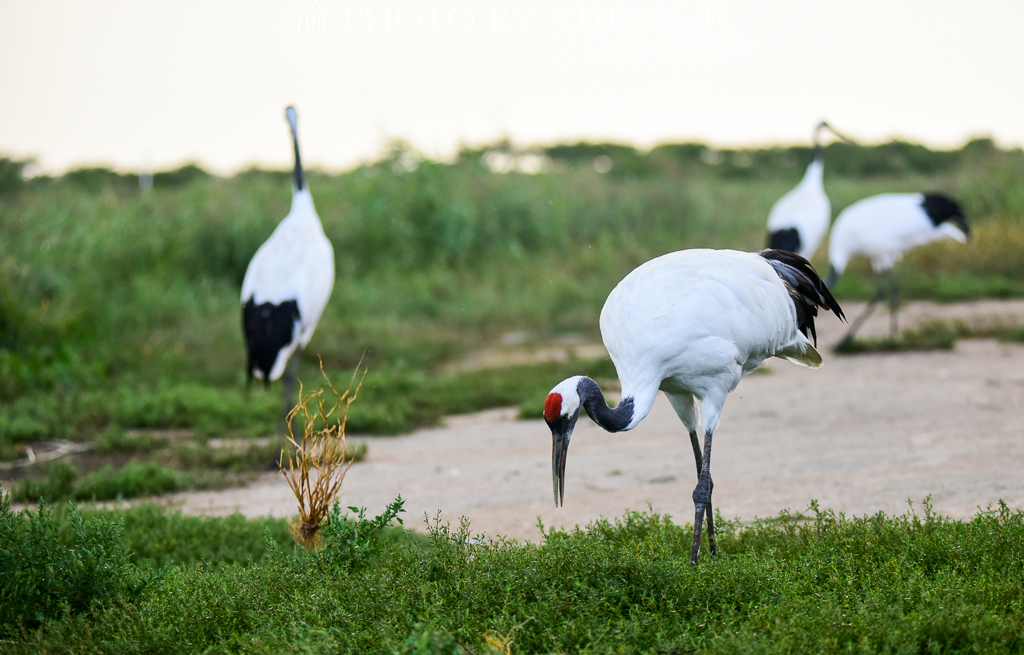 吉林丹顶鹤之乡,马云长白山