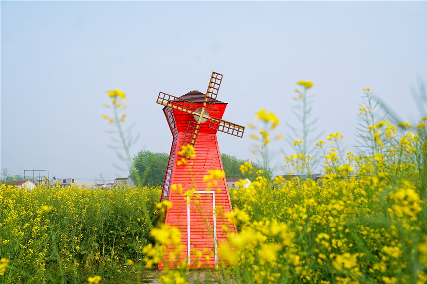 我和宿州有个约会,一场花事,一次慢旅行,探寻最烟火的宿州味道