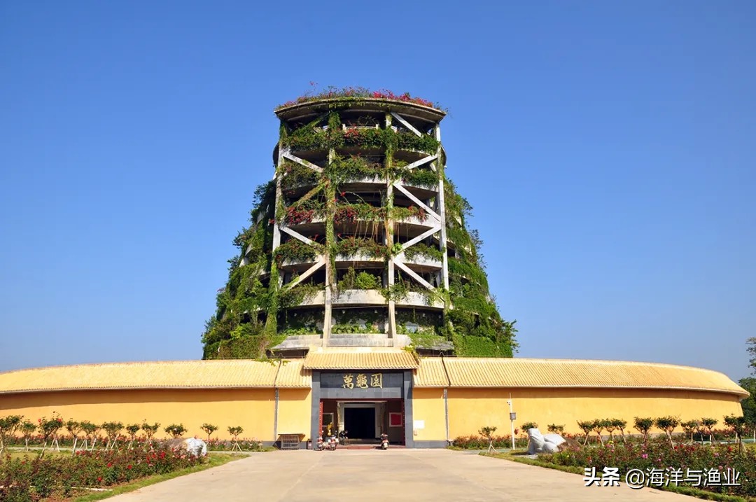 李艺全球人工繁殖金钱龟第一人,广东惠州博罗李艺金钱龟养殖基地