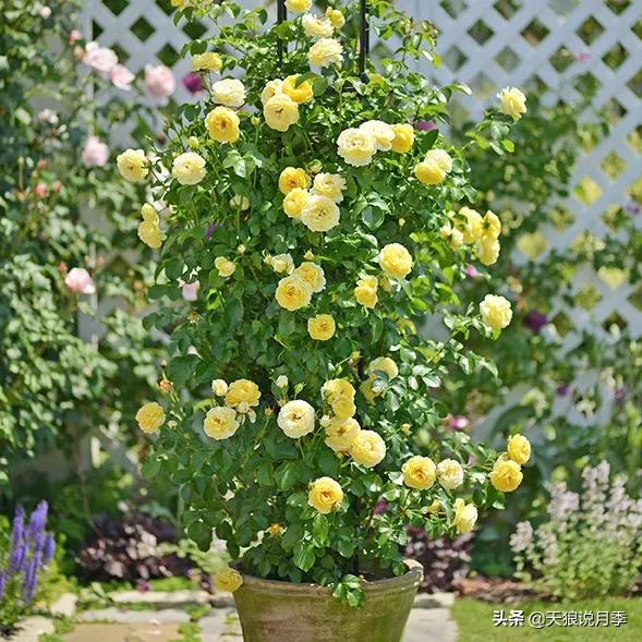 浪漫者的情怀，实用派的操作，一起来邂逅这8款法式月季