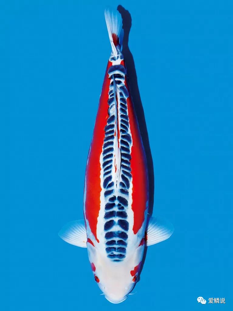 新鱼到家几天后进行双杀,新鱼到家鱼翻肚但是没死怎样救活