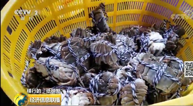 一只螃蟹没卖净赚100元,一只螃蟹没卖每张蟹券净赚100