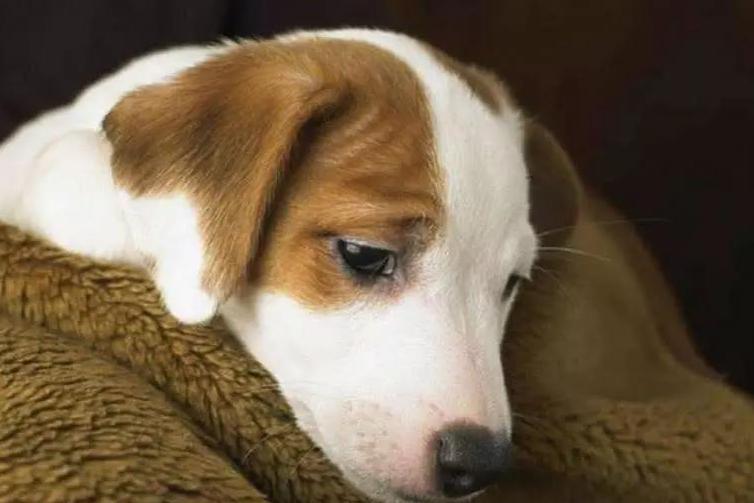 治疗抑郁的五种狗狗,狗狗抑郁怎么治疗最快最有效