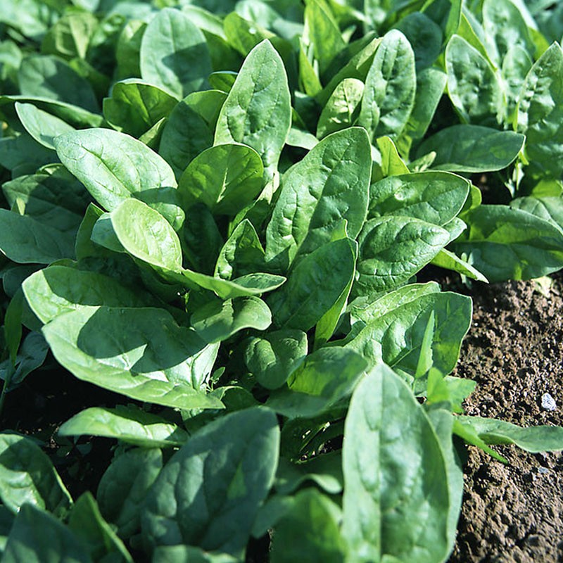 冬至到!这些菜农户都可以种上,不怕冷也冻不死!来年有新鲜菜吃