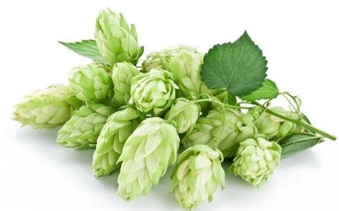 啤酒喝了拉肚子，到底是不是您的胃出了问题呢，让我解释给您听