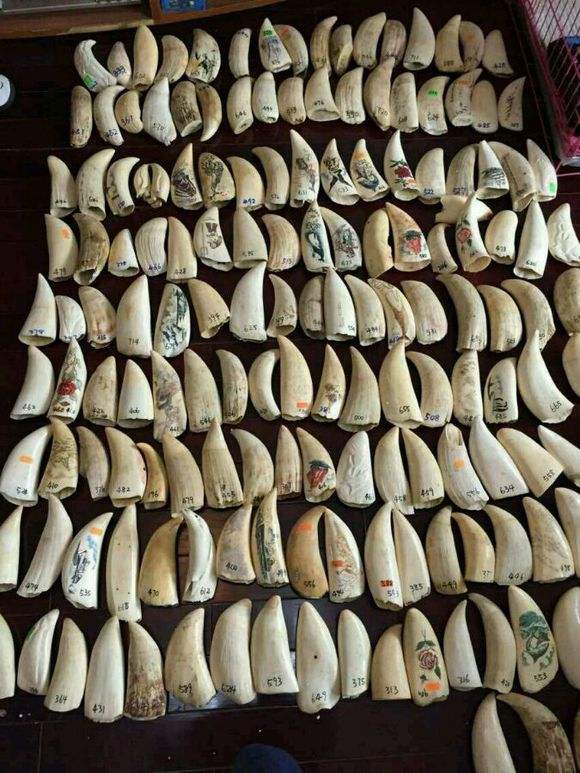 这10种文玩都是违禁品最好别碰,这5种文玩核桃千万不要买