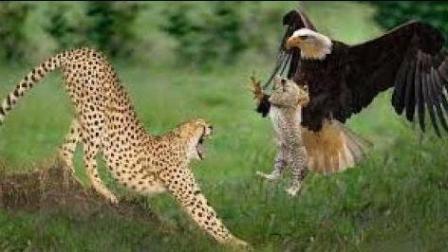 老鹰偷吃家禽,老鹰偷吃鸟巢里的小鸟