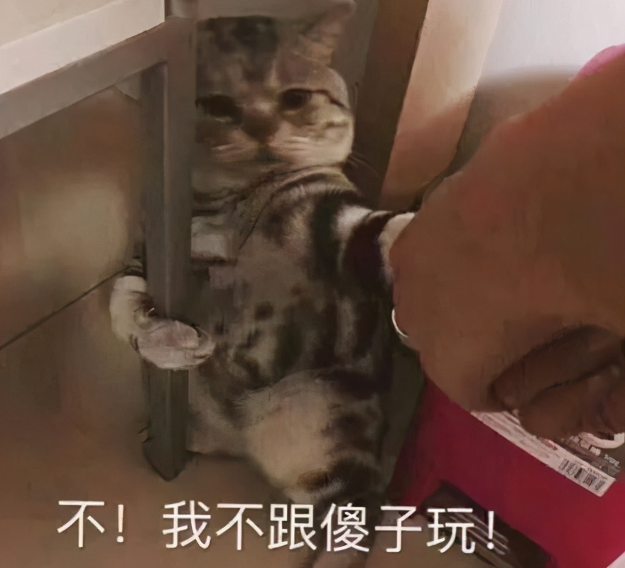 养宠小芝士|怀孕难道不能养猫吗?这里有你想要的答案