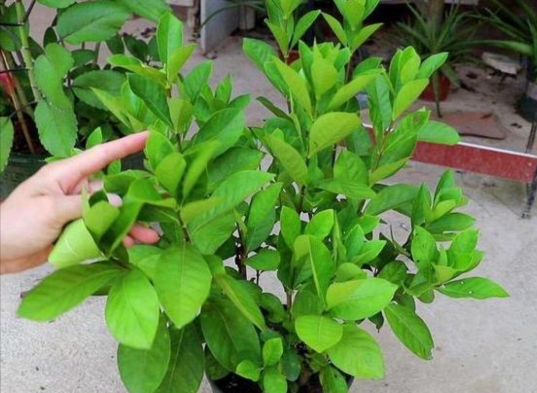 花叶子有灰尘怎么擦更亮,花卉叶子有灰尘如何快速清理