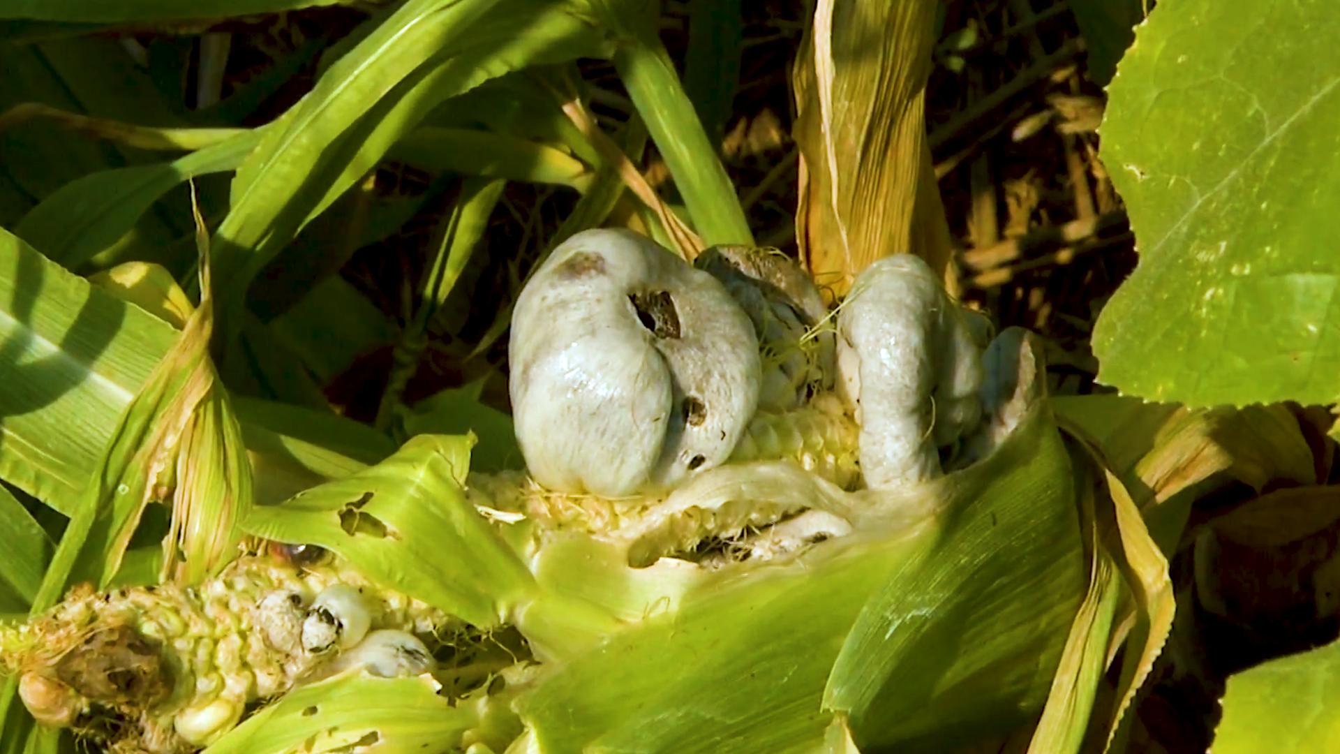 让农民如临大敌，长在玉米上的毒瘤，为何却被墨西哥誉为黑松露？