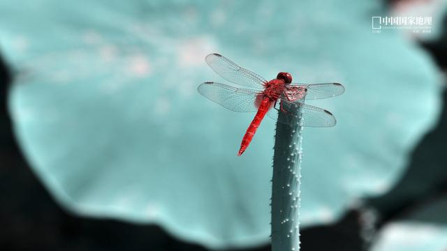 傻人有傻福做人不要太透彻,城府深内心豁达的星座