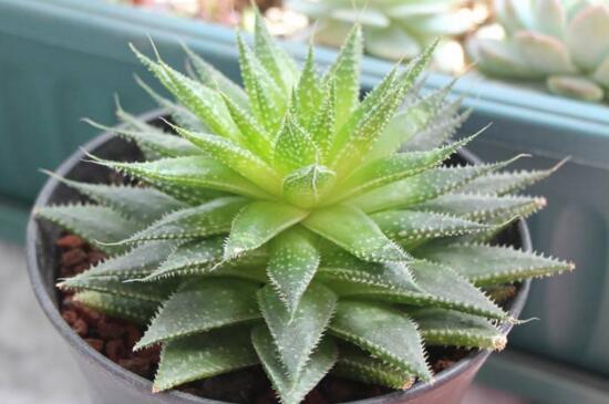 波露如何繁殖,波露叶片可以扦插繁殖吗