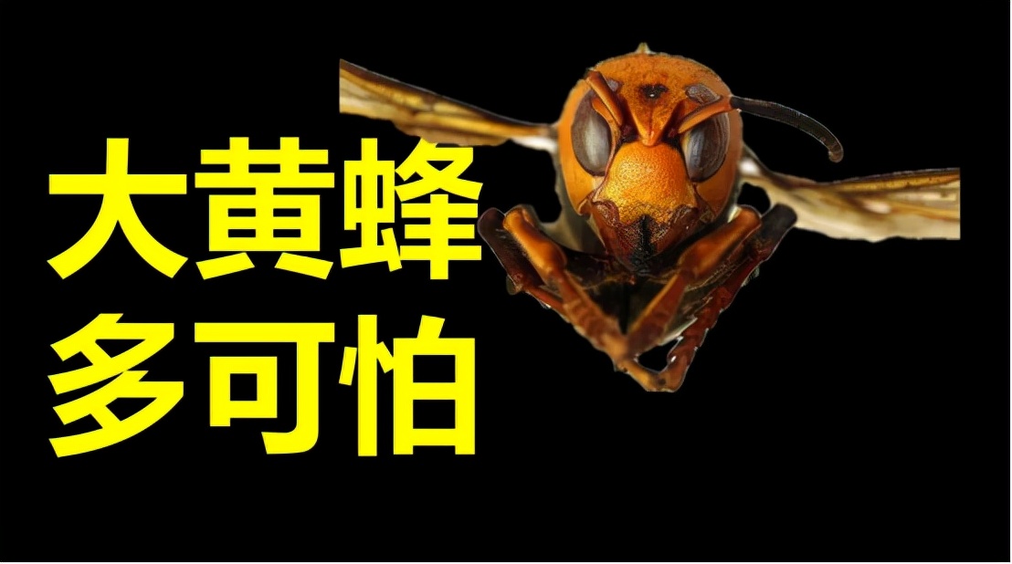 美国大黄蜂被导弹击落,亚洲大黄蜂入侵