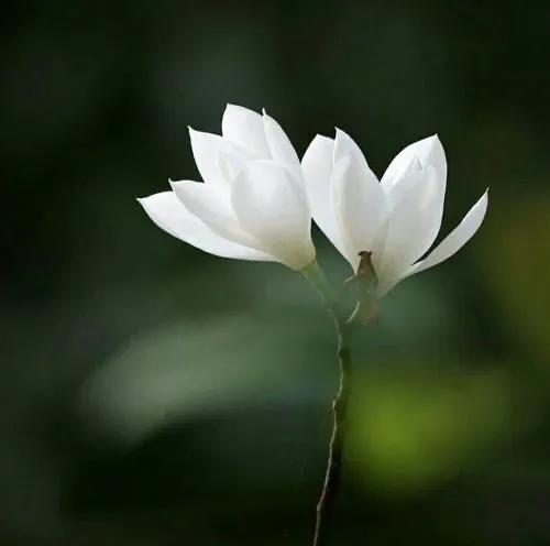 老公感情寡淡怎么办,老公人情淡薄怎么规劝