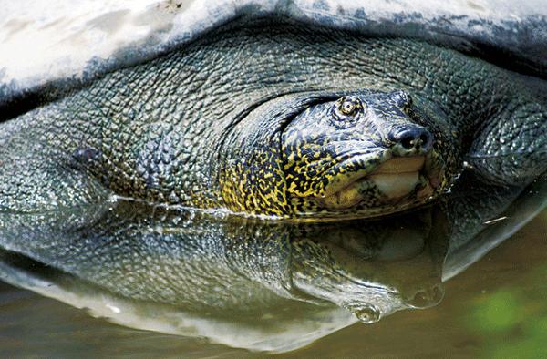 比熊猫还稀有的动物，全球仅剩三只，人工繁殖困难重重