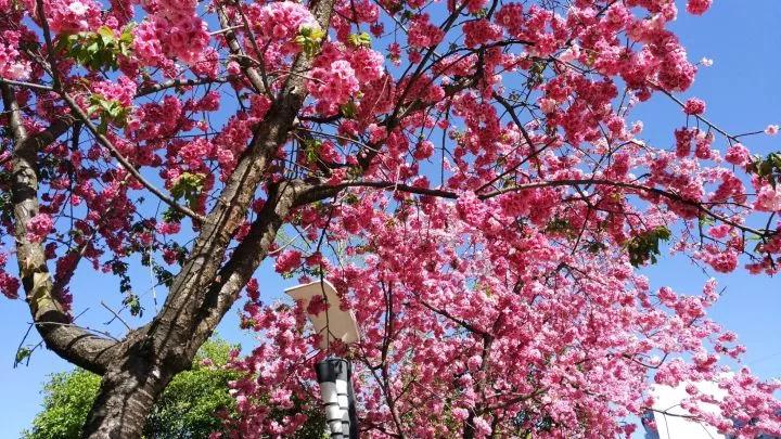 几月赏樱花最好,最美赏樱攻略大全