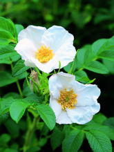 玫瑰花简介视频,玫瑰花简介外表