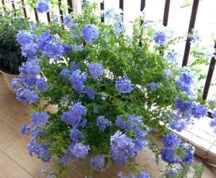 好养一年四季都可以开花的花,三种漂亮又好养的花