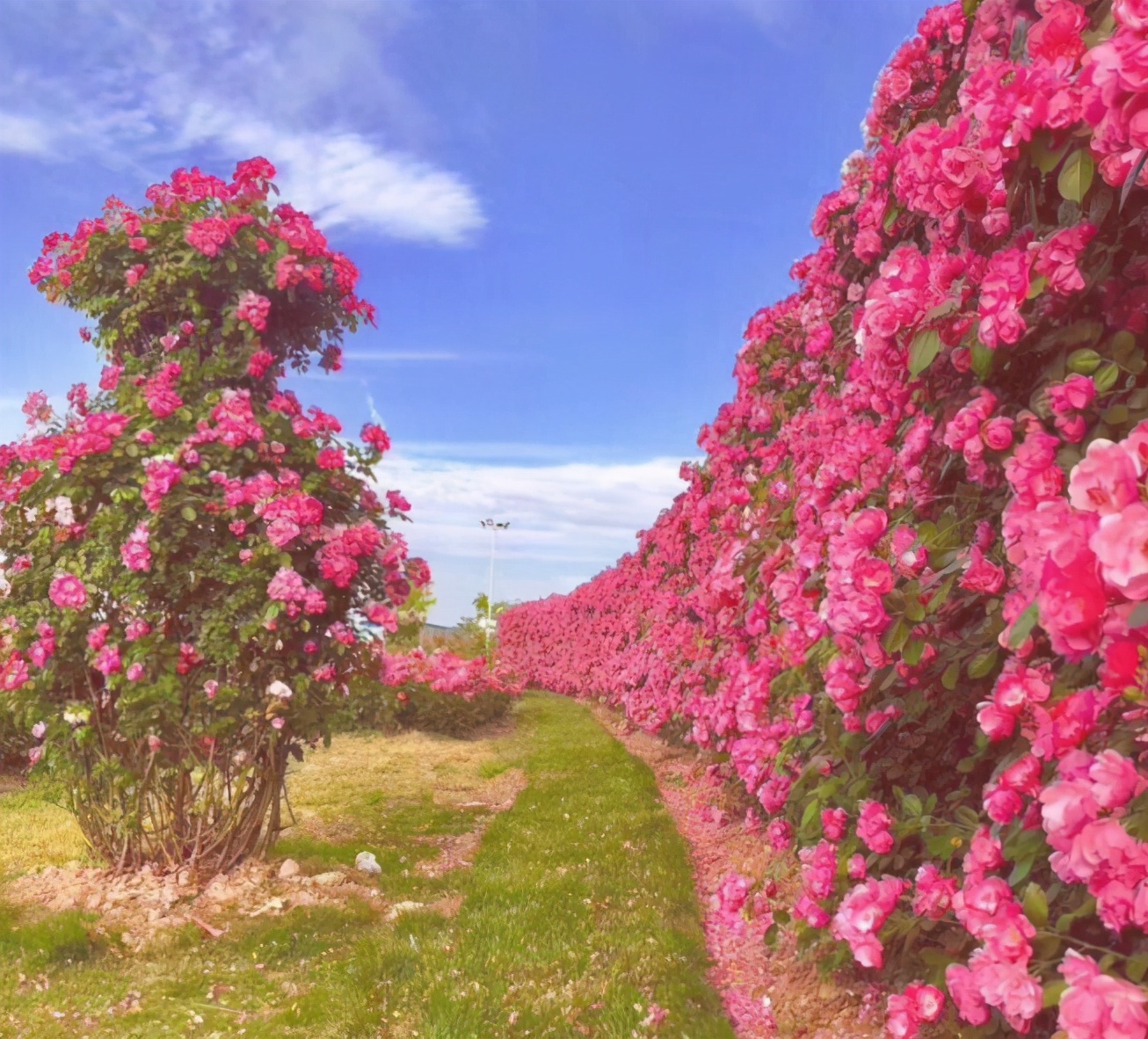 傍晚的普罗旺斯薰衣草花海,上海薰衣草花海普罗旺斯