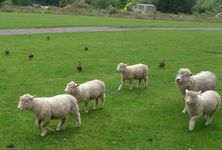 全球黄金奶源带分布图,全球黄金奶源地