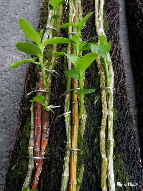 檀香石斛野生,檀香石斛兰麝香