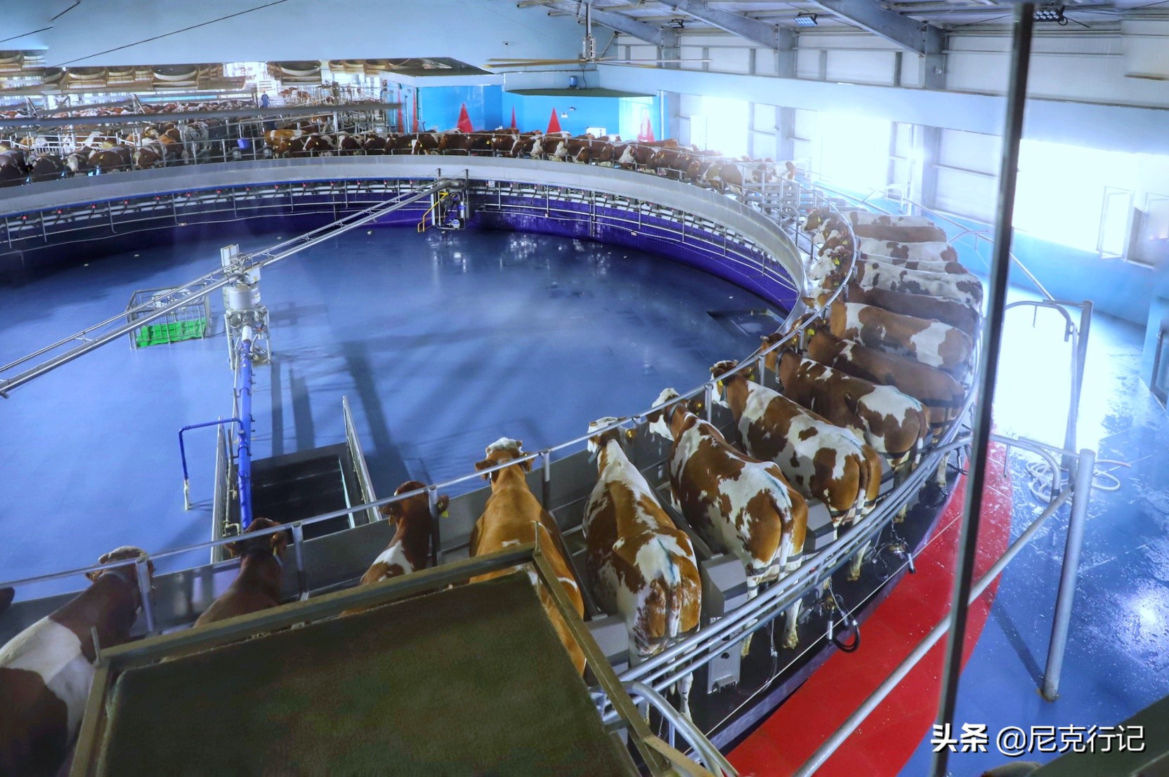 山东龙口之旅：4000头奶牛同时挤奶场面壮观，鲜奶的味道很特别
