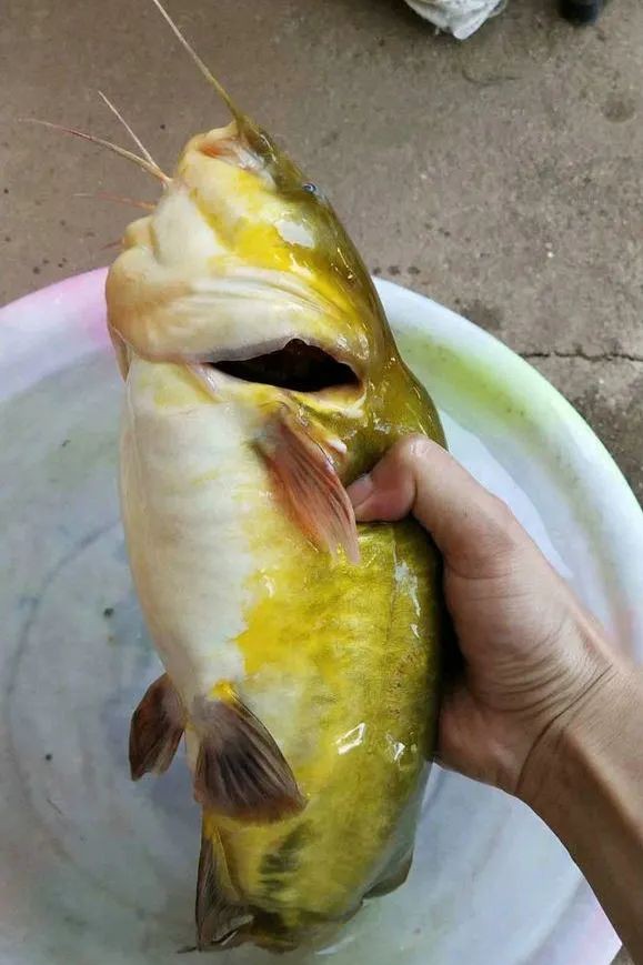 野钓昂刺鱼用什么饵,桥筏钓昂刺要不要打窝