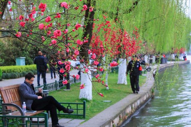 红肥绿富竞芳菲，海棠花开正当时。,咏海棠花/文